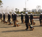 犬防安保-犬防押运-犬防护卫-人防技防犬防配合