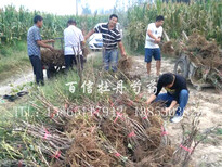 菏泽牡丹苗种植基地牡丹苗价格图片2