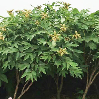 供應(yīng)油用牡丹苗價格菏澤油用牡丹苗批發(fā)