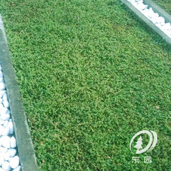 錦竹草樓頂花園