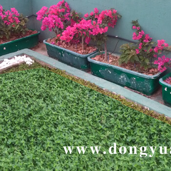錦竹草坪的樓頂花園應用｜三角梅