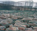 广东茂名绿化石笼网箱防洪石笼网双隔板格宾网装石块铅丝笼实体厂家直销