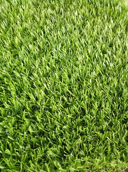 綠色1.5高草坪