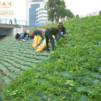 山西植生袋，荒山植草绿化袋，带草籽施工简便