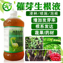 如何促进花卉种子迅速发芽图片