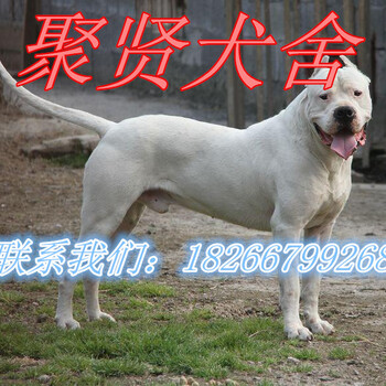 马犬怎么训，野猪克星杜高犬，卡斯罗，比特犬