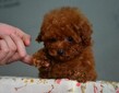 纯种茶杯犬玩具幼犬/红色贵宾犬泰迪犬宠物狗狗图片