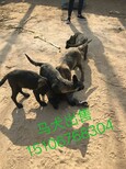 纯种马犬狼青犬出售已做图片4