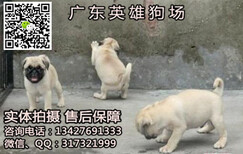 韶关哪里有出售鹰版巴哥幼犬多少钱正规犬舍纯种健康售后有保障图片0