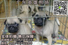 韶关哪里有出售鹰版巴哥幼犬多少钱正规犬舍纯种健康售后有保障图片3