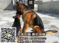 广州纯种德国牧羊犬价格多少广州纯种德国牧羊犬一只多少钱图片1