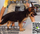 韶关哪里有出售德国牧羊犬幼犬多少钱韶关到哪里买德国牧羊犬比较好