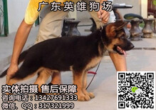 广州纯种德国牧羊犬价格多少广州纯种德国牧羊犬一只多少钱图片4