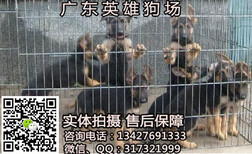 广州纯种德国牧羊犬价格多少广州纯种德国牧羊犬一只多少钱图片5