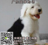 东莞纯种古代牧羊犬多少钱东莞哪里有卖古代牧羊犬古代牧羊犬好不好养图片2