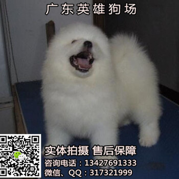 广州哪里买萨摩耶雪橇犬好广州萨摩耶幼仔怎么卖