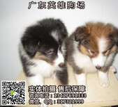 广州纯种喜乐蒂价格多少广州纯种健康喜乐蒂一只多少钱正规犬舍售后有保障图片0
