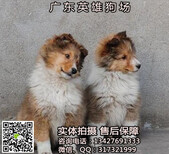 广州纯种喜乐蒂价格多少广州纯种健康喜乐蒂一只多少钱正规犬舍售后有保障图片4