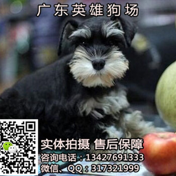 深圳纯种雪纳瑞幼犬多少钱一只深圳纯种雪纳瑞价格多少
