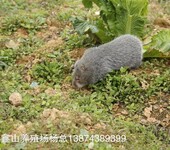 湖南山生态竹鼠园竹鼠种苗母竹鼠引种单只母幼鼠宠物基地直供