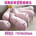 二元母猪三十斤多少钱图片3