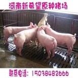 二元母猪三十斤多少钱图片5