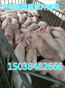 仔猪多少钱一斤小猪多少钱一斤