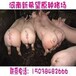 20-25斤仔猪价格