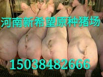 二元母猪三十斤多少钱图片0