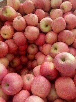 今日苹果多钱一斤