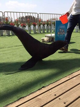 海洋景观生物展资源海狮表演报价特色企鹅展出租