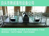 腾诚养猪设备大全母猪产床母猪定位栏保育床图片5