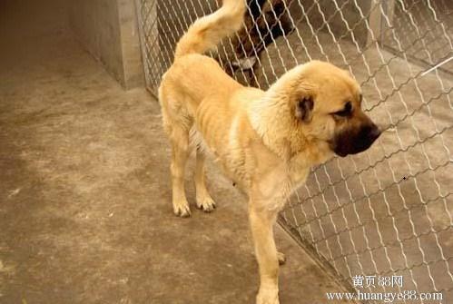 易游娱乐城- YY易游体育官方网站- 易游体育APP肉狗饲养成本_