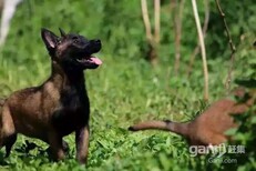 马犬价格马犬养殖技术马犬养殖图片0