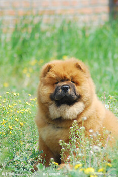 马犬格惠犬牧羊犬杜高犬纯种幼犬活体常年出售