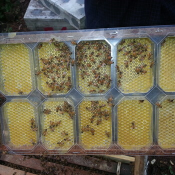 深圳緬橋蜂蜜