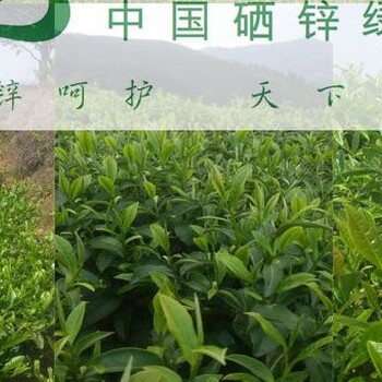 正山小种，金牡丹老树红茶等批发及零售，礼品盒定制