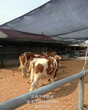 吉林洪宇牧业常年出售西门塔尔牛