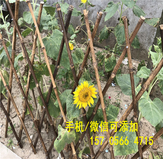 哪家好？商丘市夏邑花草栏杆 塑钢栏杆厂