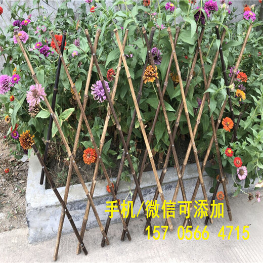 市場報價洛陽市西工區(qū)幼兒園圍欄戶外紫竹子籬笆竹柵欄
