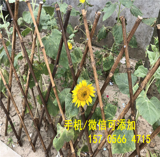 赣州赣县花园围墙护栏海量库存