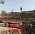 江阴市PVC塑钢护栏户外园林花园篱笆图片