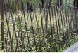 南湖区室外篱笆围墙草坪院子庭院装饰护栏碳化