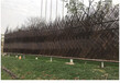 黎城县庭院围栏栅栏绿化围栏塑钢pvc护栏围栏