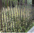 略阳县庭院护栏花园竹子竿竹拉网竹片围墙图片
