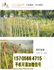 芜湖芜湖县竹篱笆pvc护栏料庭院花园菜园市场前景（中闻资讯）