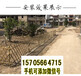 十堰郧县竹篱笆pvc护栏庭院花园围栏市场前景（中闻资讯）