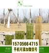 柳州三江竹栅栏竹护栏草坪护栏花池白色塑料（中闻资讯）图片