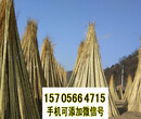 新洲pvc护栏小区栏杆pvc仿木护栏塑钢护栏图片