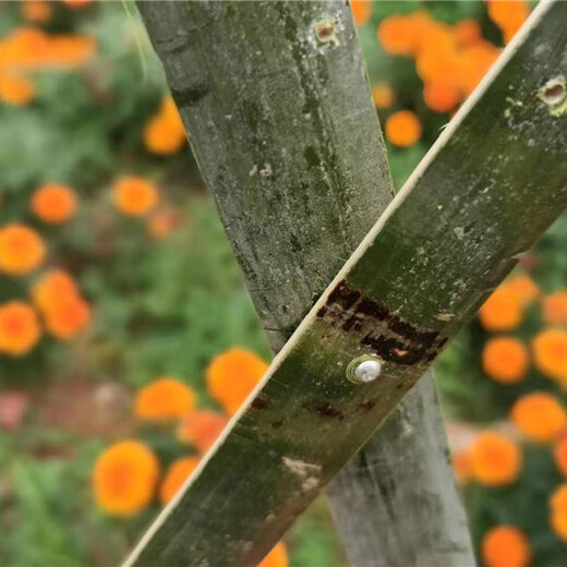 龙游竹篱笆竹篱笆竹栅栏塑钢护栏免费定做